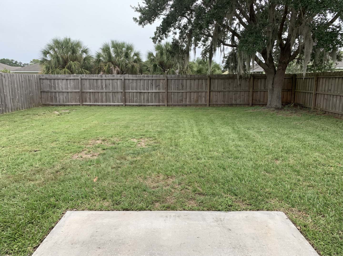 Your backyard today: open lawn, wood privacy fence, live oak in the back right corner, concrete slab in front
